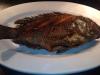 Tilapia