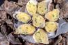 Oyster Boursin